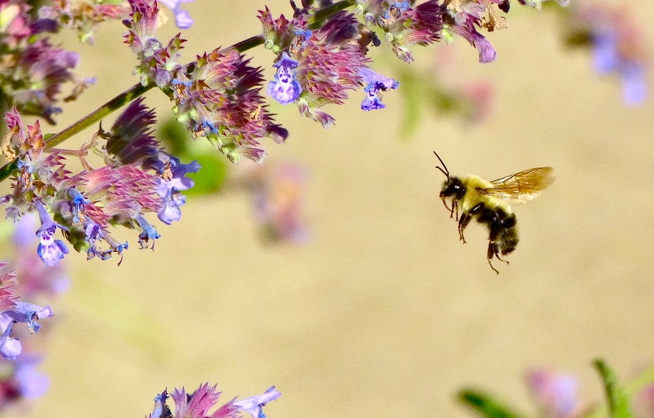 hovering bee