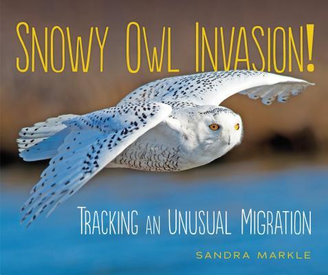 Snowy Owl Invasion! Tracking an Unusual Invasion
