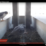 Falcon cam screenshot with two adult peregrine falcons and one chick